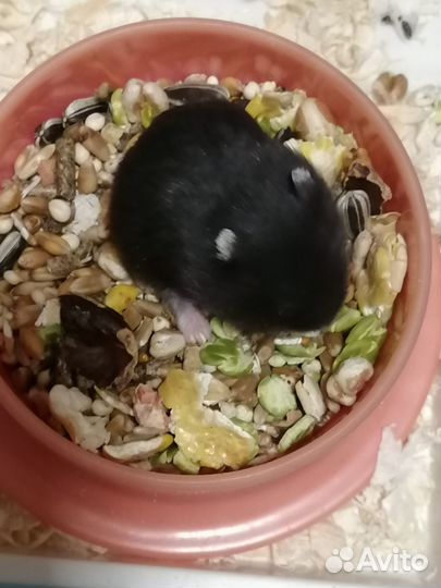 Чёрные Джунгарики