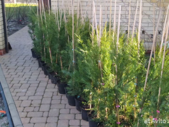 Живая изгородь Кипарисовик лейланда