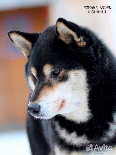 Кобель сиба, вязка