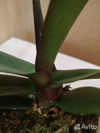 Орхидея фаленопсис биг лип