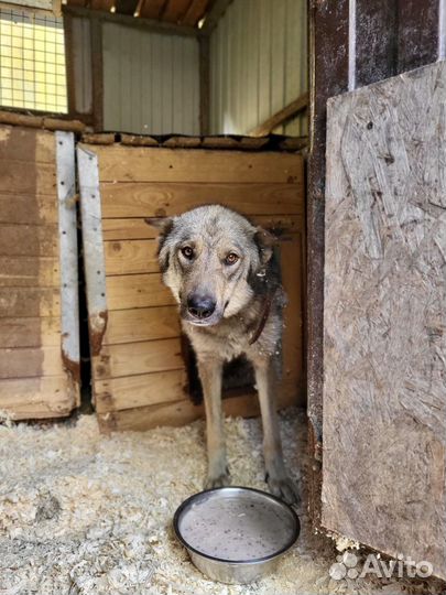 Собака мини волчица в добрые руки