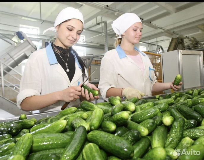 Требуются фасовщицы в г. Тула (200 км от Москвы)