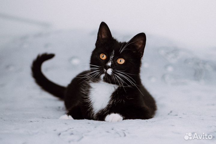 Котёнок в добрые руки