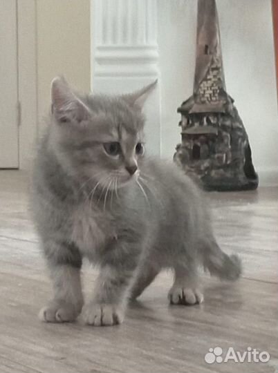 Котята от британской кошки бесплатно