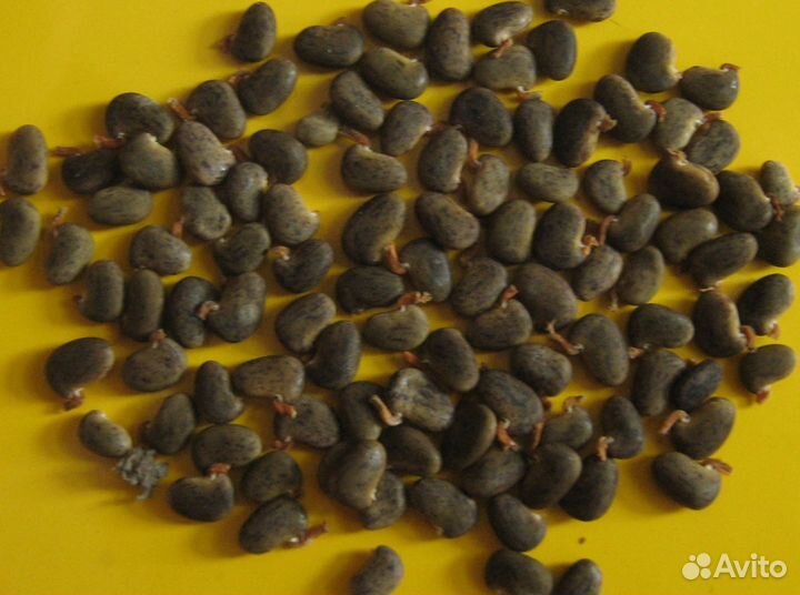 Семена Белая Акация