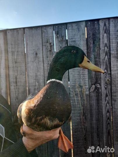 Подсадные утки (селезни)
