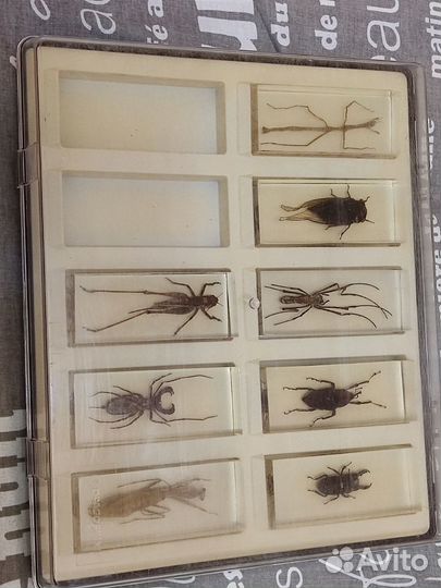 Коллекция насекомых в стекле