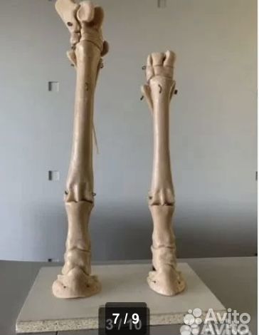 Гербарии, биология, физика, анатомия