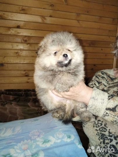 Померанский шпиц медвежьего типа