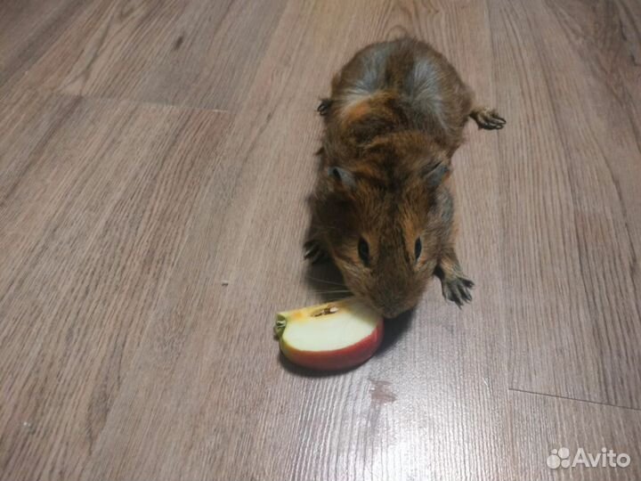 Морская свинка