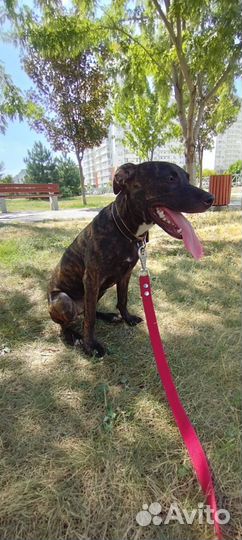 Питбуль прайтер