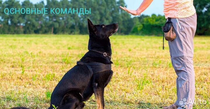 Дрессировка. Профессиональный уровень. Гарантия