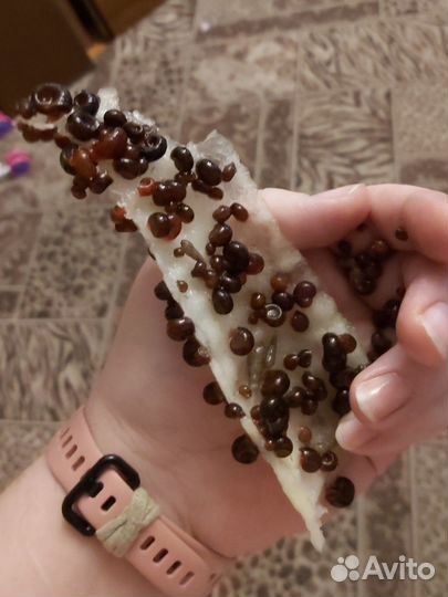 Улитка Катушка обыкновенная и Мелания