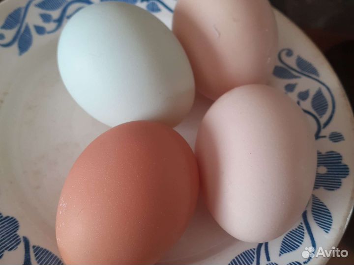 Инкубационное яйцо
