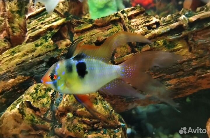 Рыбки Тернеции, Апистограмма Ремирези, Скалярии