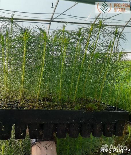 Материал посадочный сеянцы зкс сосна ель хвойные