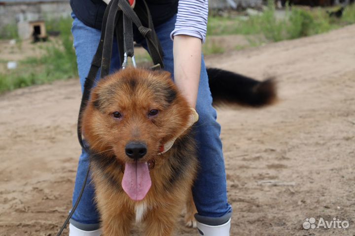 Пёс бородуля