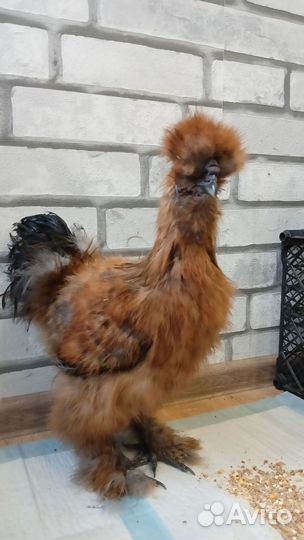 Китайские шелковые петушки