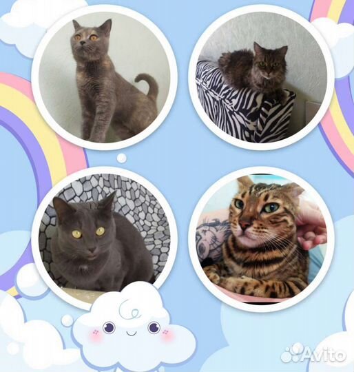 Передержка для кошек