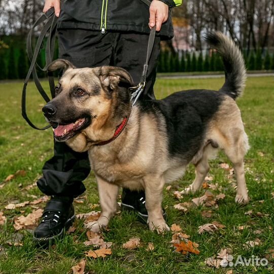 Маленькая.собака в дар в добрые руки