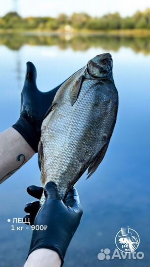 Астраханская вобла