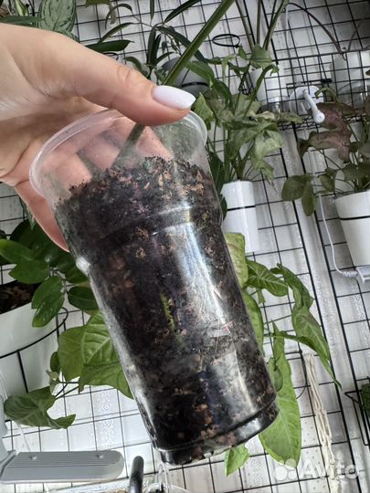 Монстера с желтой вариегатностью aurea