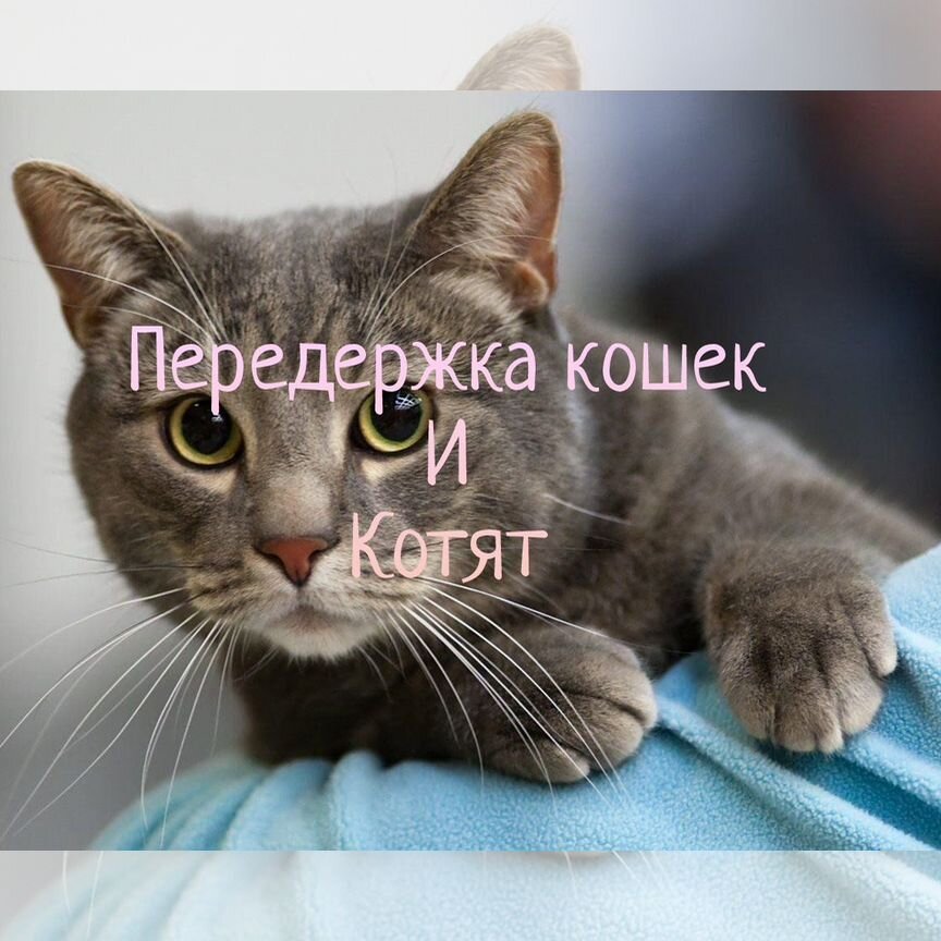 Котята