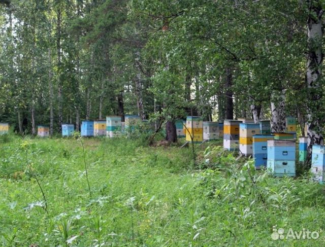 Мёд 2024 года Алтайский опт