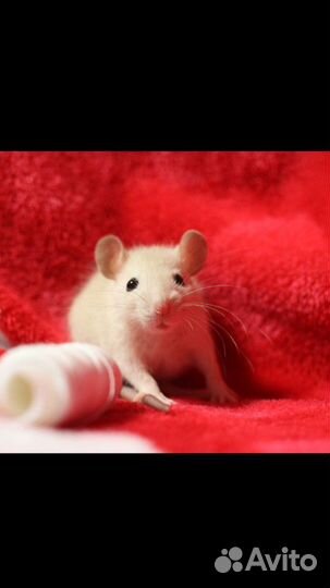 Эксклюзивные крыски дамбо сиам бурмиз и клетки