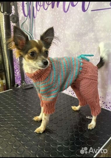 Одежда для животных