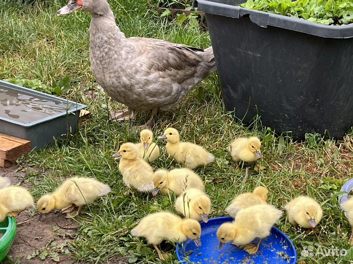 Мускусные утята тяжелой линии