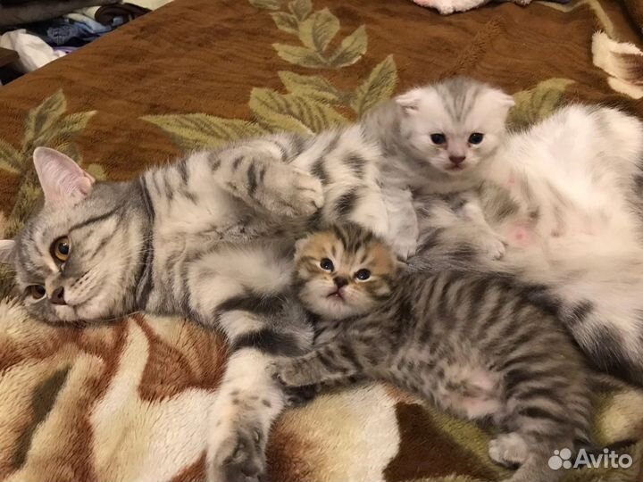 Шотландская кошка