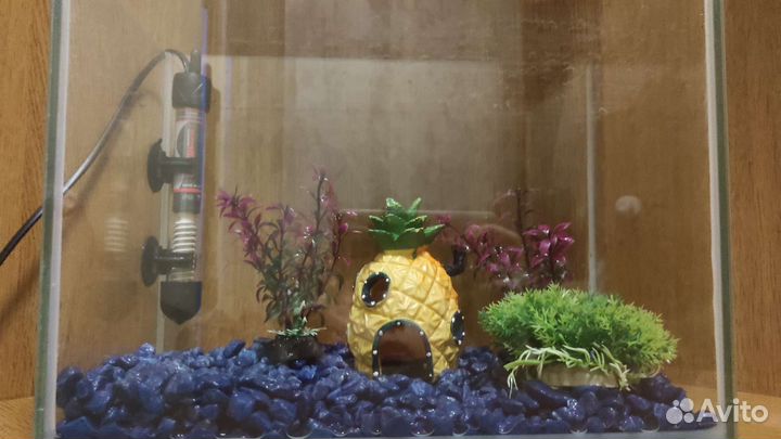 Аквариум 