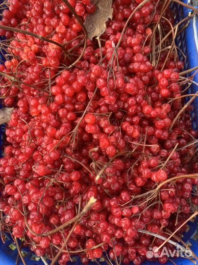 Ягода калина