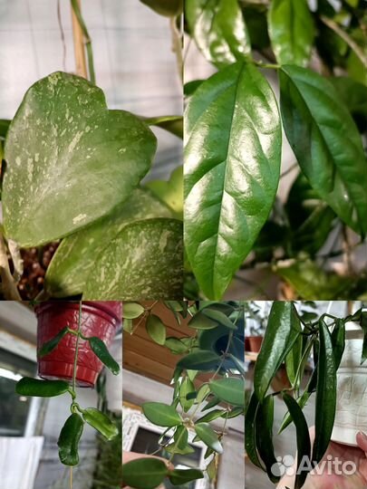 Хойи укорененные и на срез