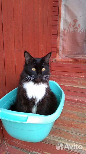 Кошка в дар бесплатно