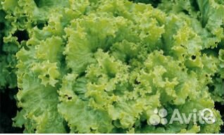 Семена Салата 