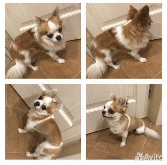 Стрижка собак в Новоселье