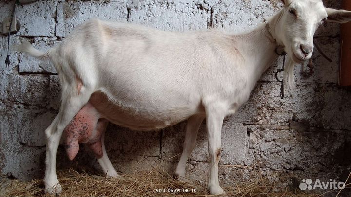 Дойная коза