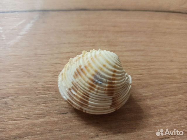 Морская раковина