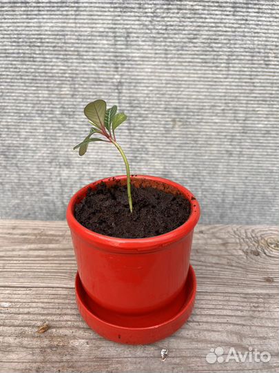 Молочай с горшком