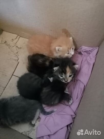 Котенок в добрые руки