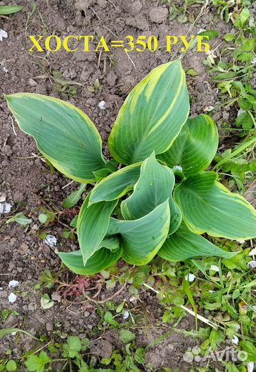 Садовые цветы - многолетники