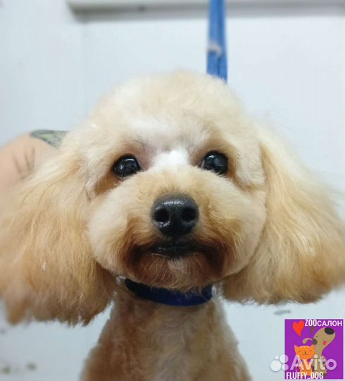 Груминг / стрижка собак и кошек