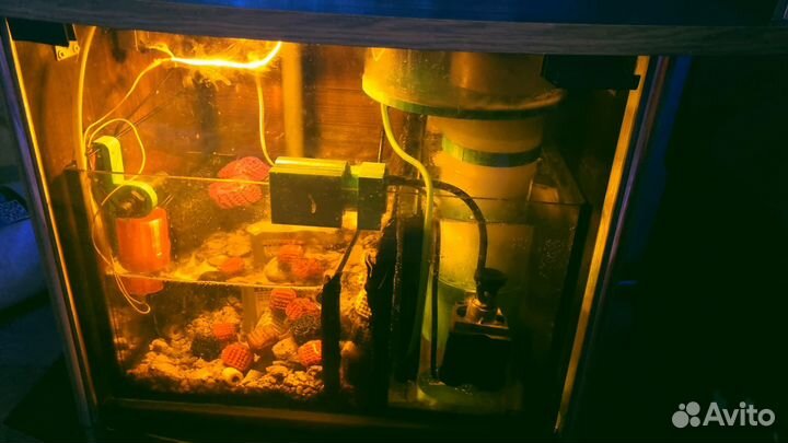 Морские аквариумы 100 литров и 40 литров