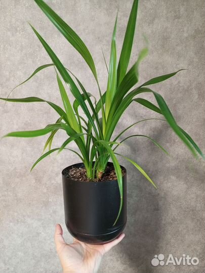 Панданус зелёный 2 шт в горшке 1.5 л