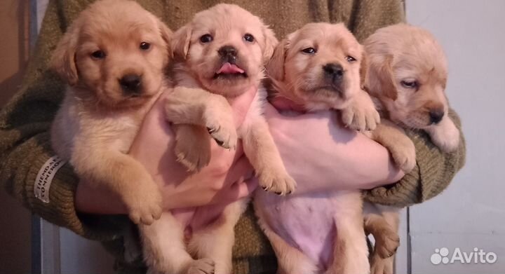 Щенки лабрадора