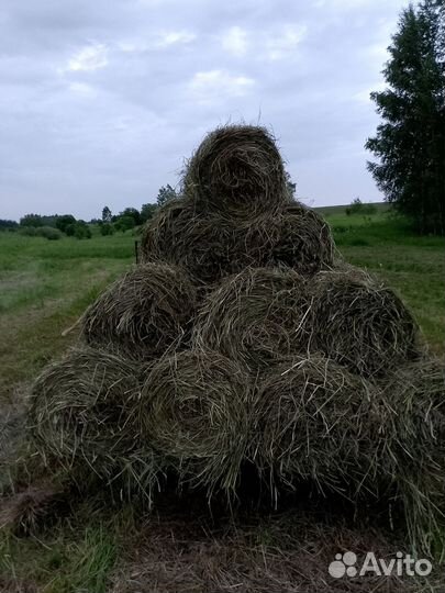 Продам сено в рулонах