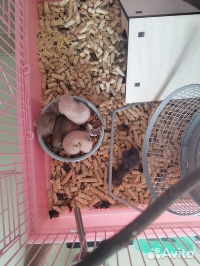 Сирийский хомяк