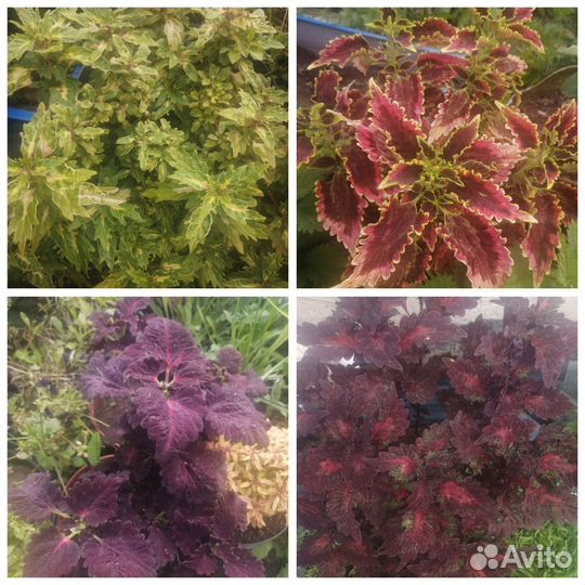 Черенки колеуса